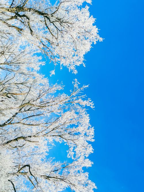 Free Stunning view of branches covered in snow against a clear blue winter sky. Stock Photo