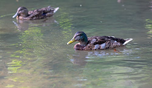 Ducks Swimming in a Lake