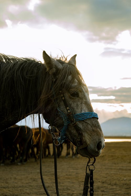 Δωρεάν στοκ φωτογραφιών με άλογο, βοσκοτόπι, ζώνη ασφαλείας