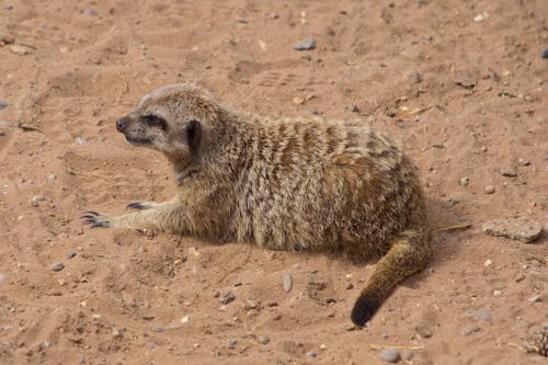 Meerkat resting in the sand on a hot summer day