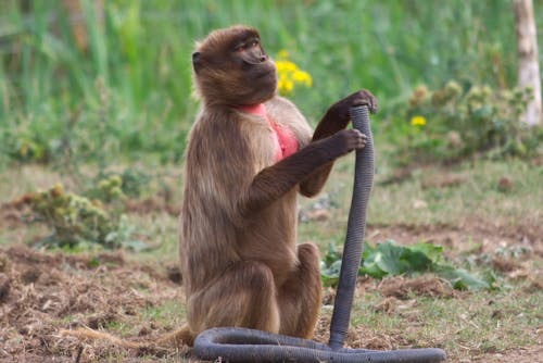 Red-Chested Baboon in the Wild Grass