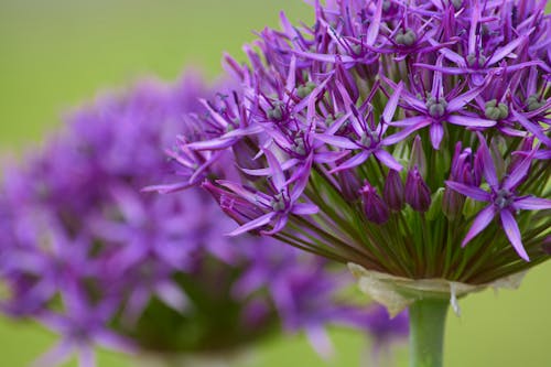 Purple Flowering Allium  in Close-up Showcase Fragile Beauty of Nature