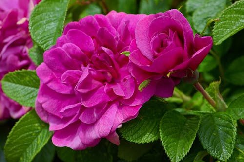 Pink Garden Rose with Freshness and Fragility in Nature
