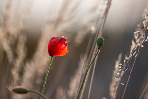 A Poppy Flower on a Field