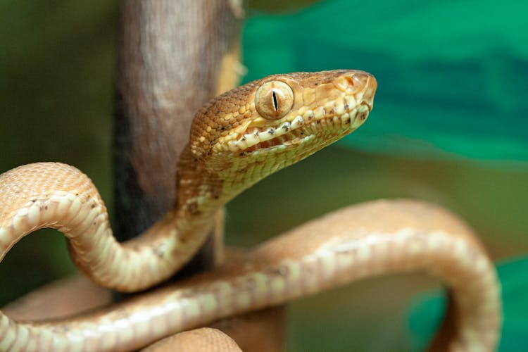 Close Up Of Snake Head