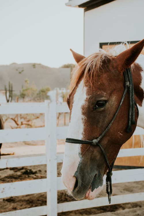 Fotos de stock gratuitas de caballo, caballos en el mar, cabeza