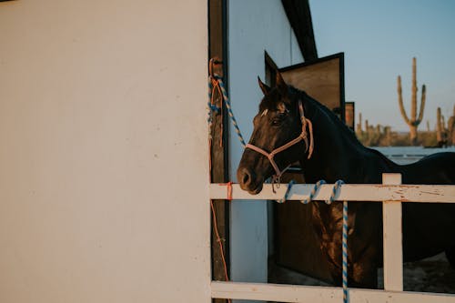 Fotos de stock gratuitas de animal, caballo, caballos en el mar