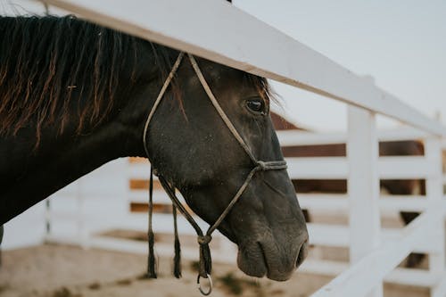 Безкоштовне стокове фото на тему «загін, кінь, паркан»