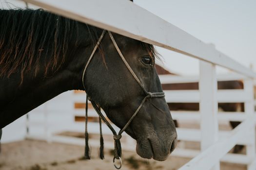 Horse in Corral