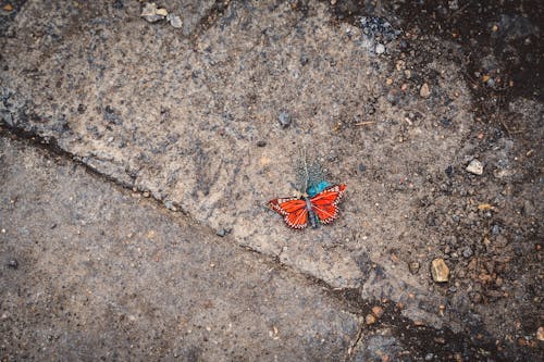 Gratis stockfoto met asfalt, insect, stadsstraten