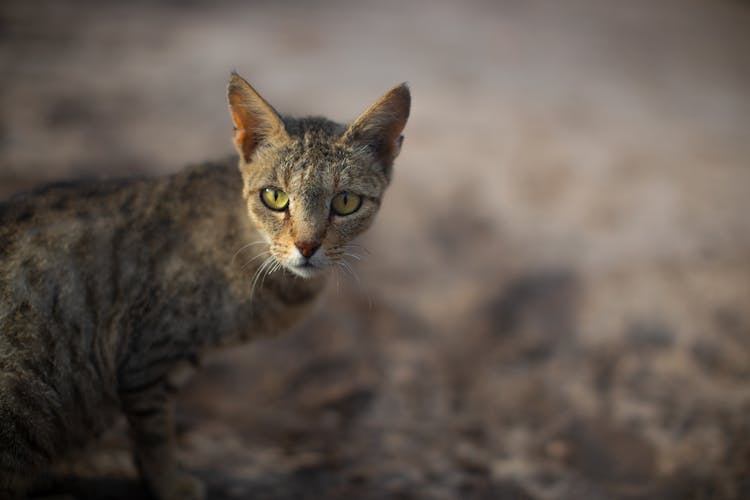 A Portrait Of A Little Cat