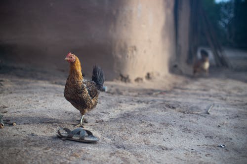 Gratis stockfoto met beest, boerderij, cabine