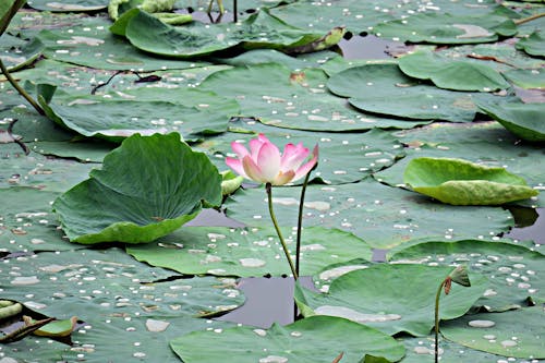 Ilmainen kuvapankkikuva tunnisteilla allas, järvi, kukka