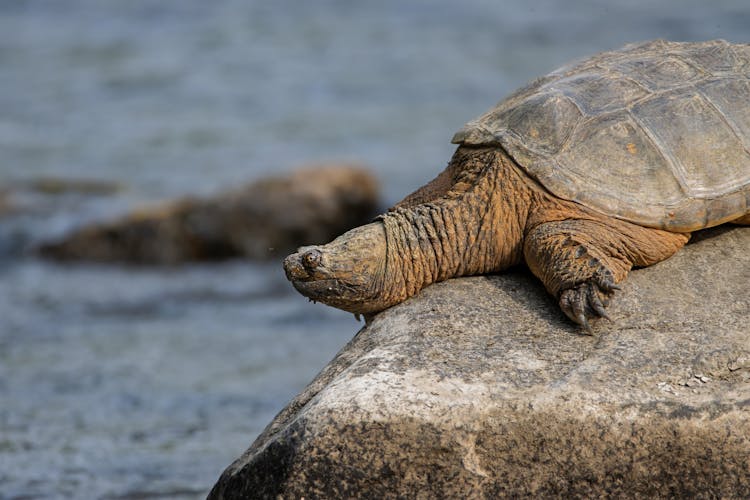 Turtle On Rock