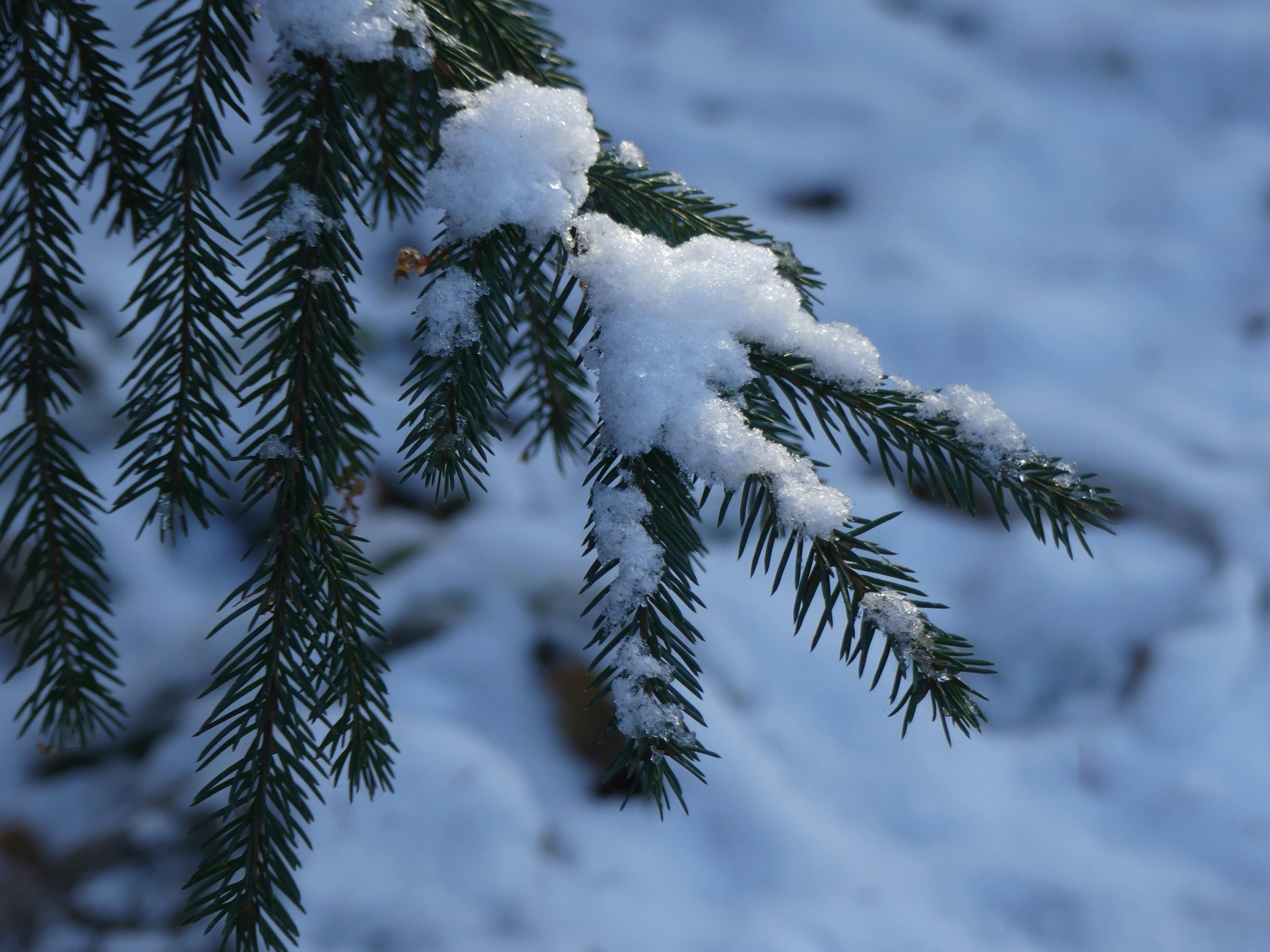 Free stock photo of fir, fir tree, snow