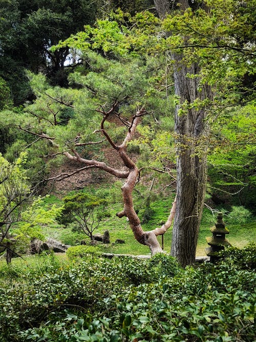 Foto profissional grátis de botânico, parque na cidade, plantas verdes