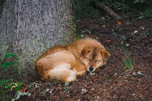 Foto profissional grátis de animal de estimação, árvore, cachorro