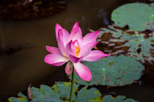 Free Close-up of a Pink Lotus  Stock Photo
