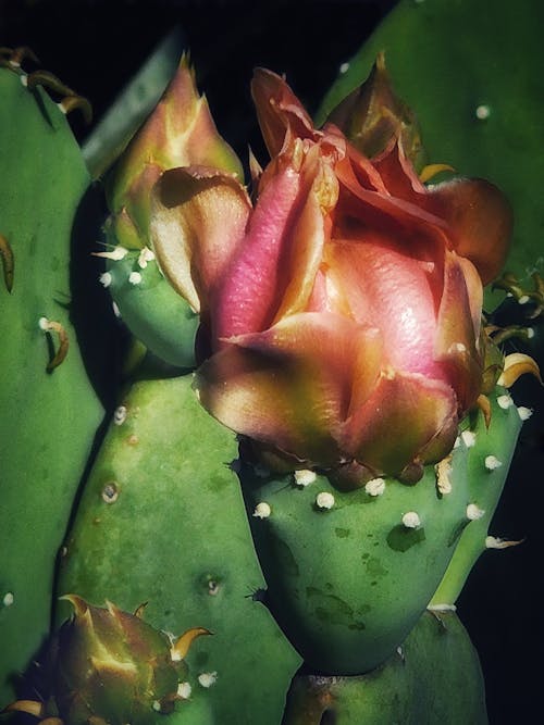 Foto profissional grátis de escuro, flores, parque na cidade