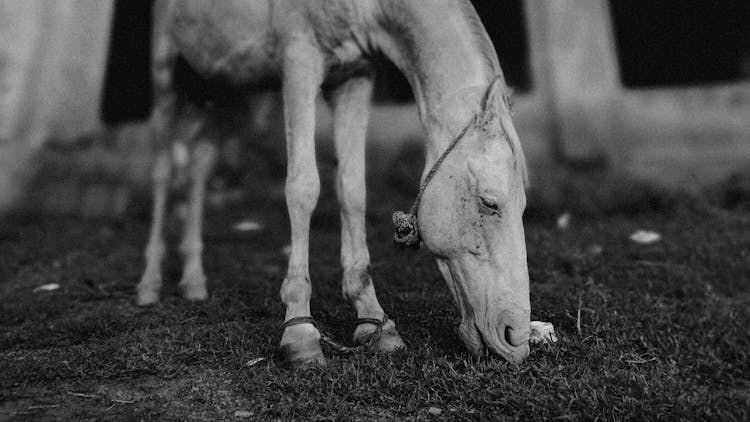 Colt Horse With Tied Legs