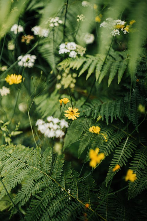 Darmowe zdjęcie z galerii z kwiaty, liście, natura