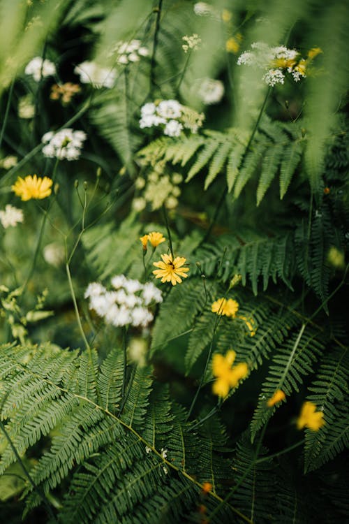 Flowers among Fern Leaves