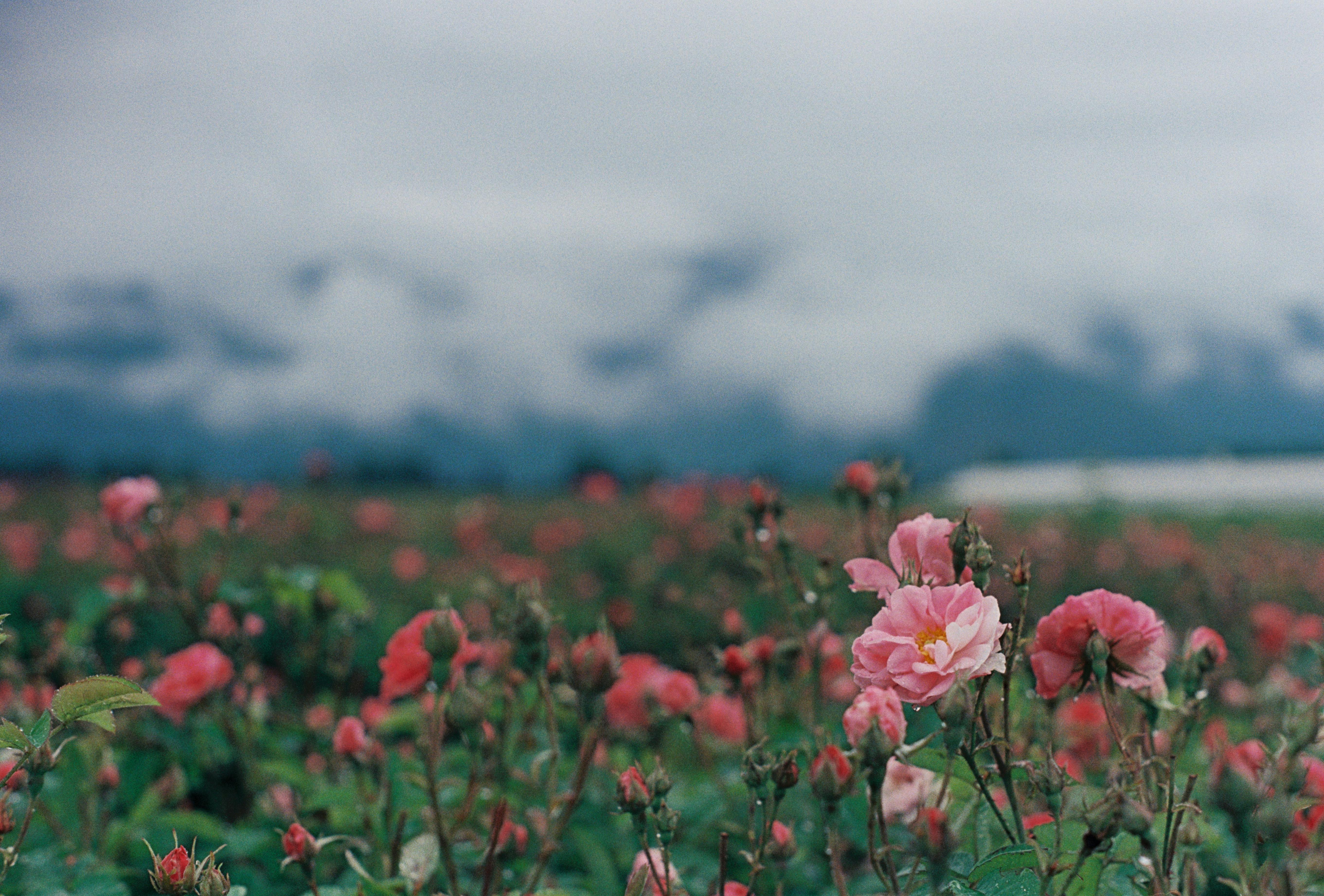 Close-up of a lush field with vibrant pink roses and a moody sky backdrop.