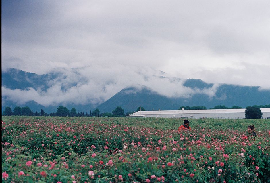 A scenic view of a rose field with cloud-covered mountains, capturing rural tranquility.