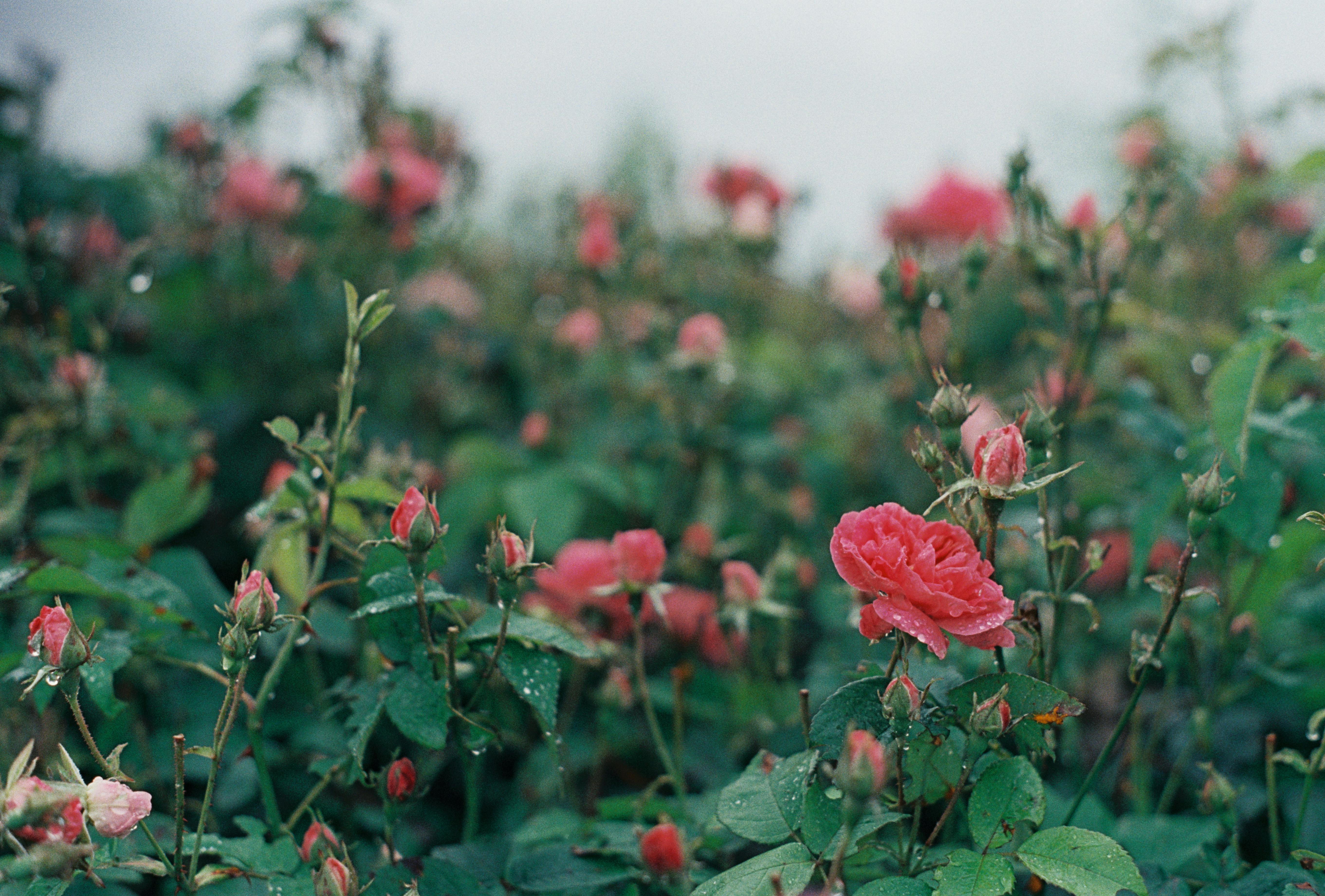 replanting rose bush with watering ring