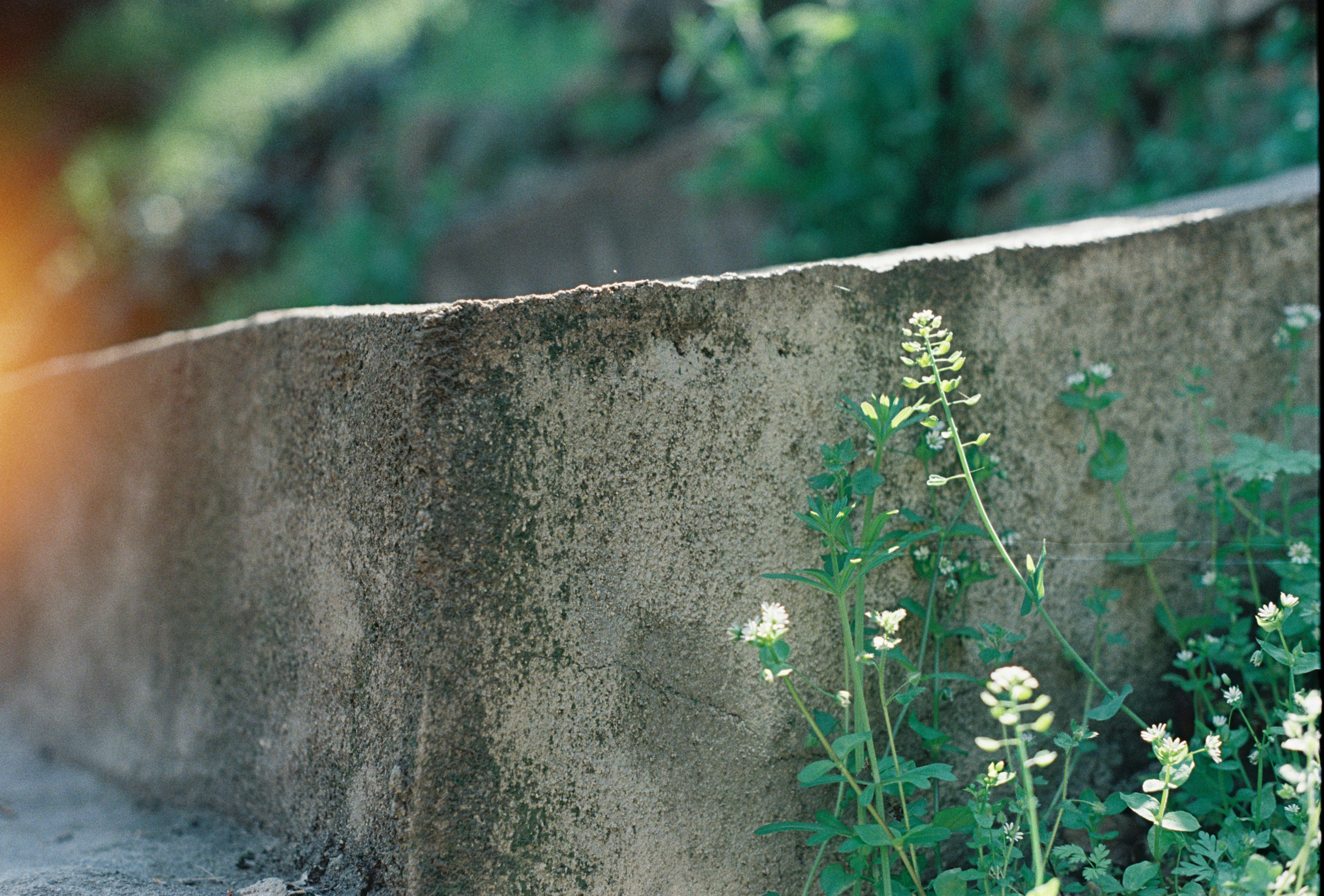 A detailed look at a stone wall surrounded by lush greenery and a hint of sun flare.