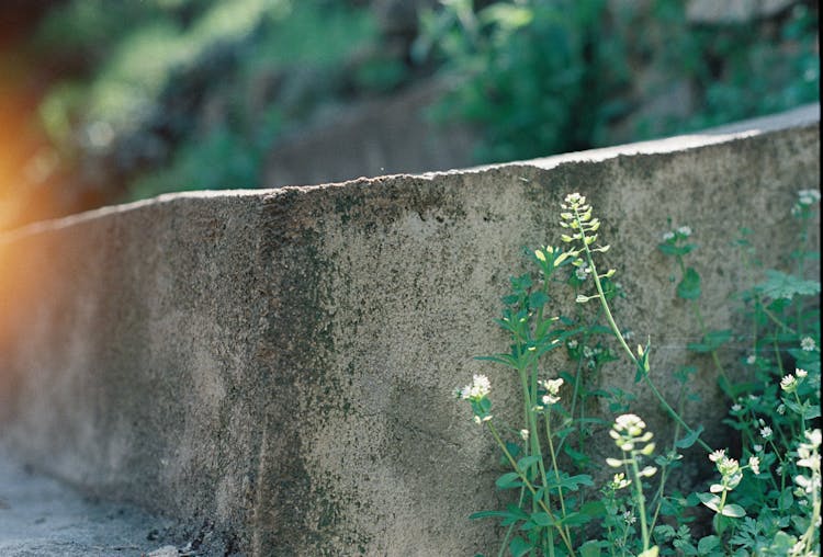 Plants Near Stone Wall