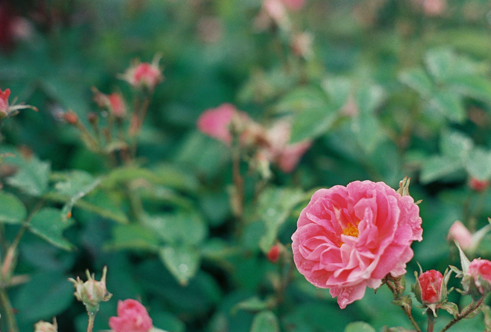 Close-up of a blooming pink rose surrounded by lush green foliage, showcasing natural beauty.