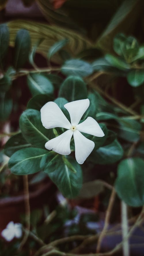 Close-up of a White Periwinkle Flower