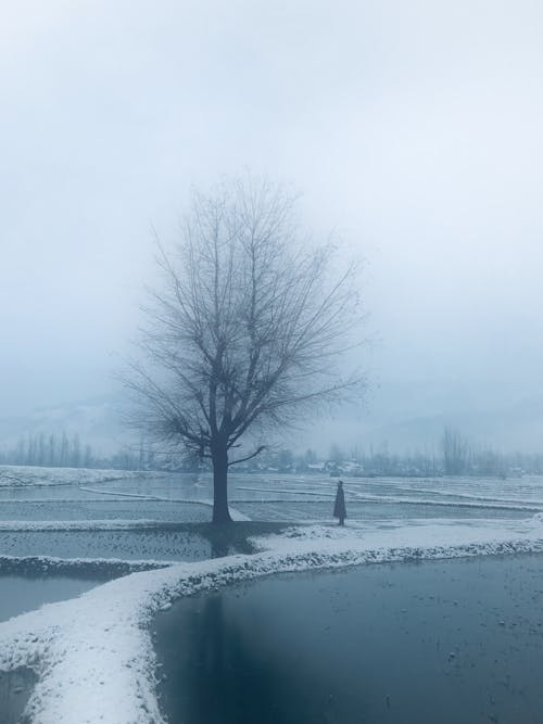 Δωρεάν στοκ φωτογραφιών με δέντρο, κατακόρυφη λήψη, κρύο