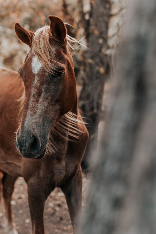 Selective Focus Photo of Horse