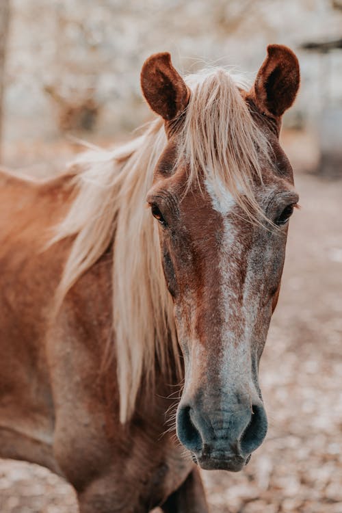 Крупным планом фото коричневой лошади
