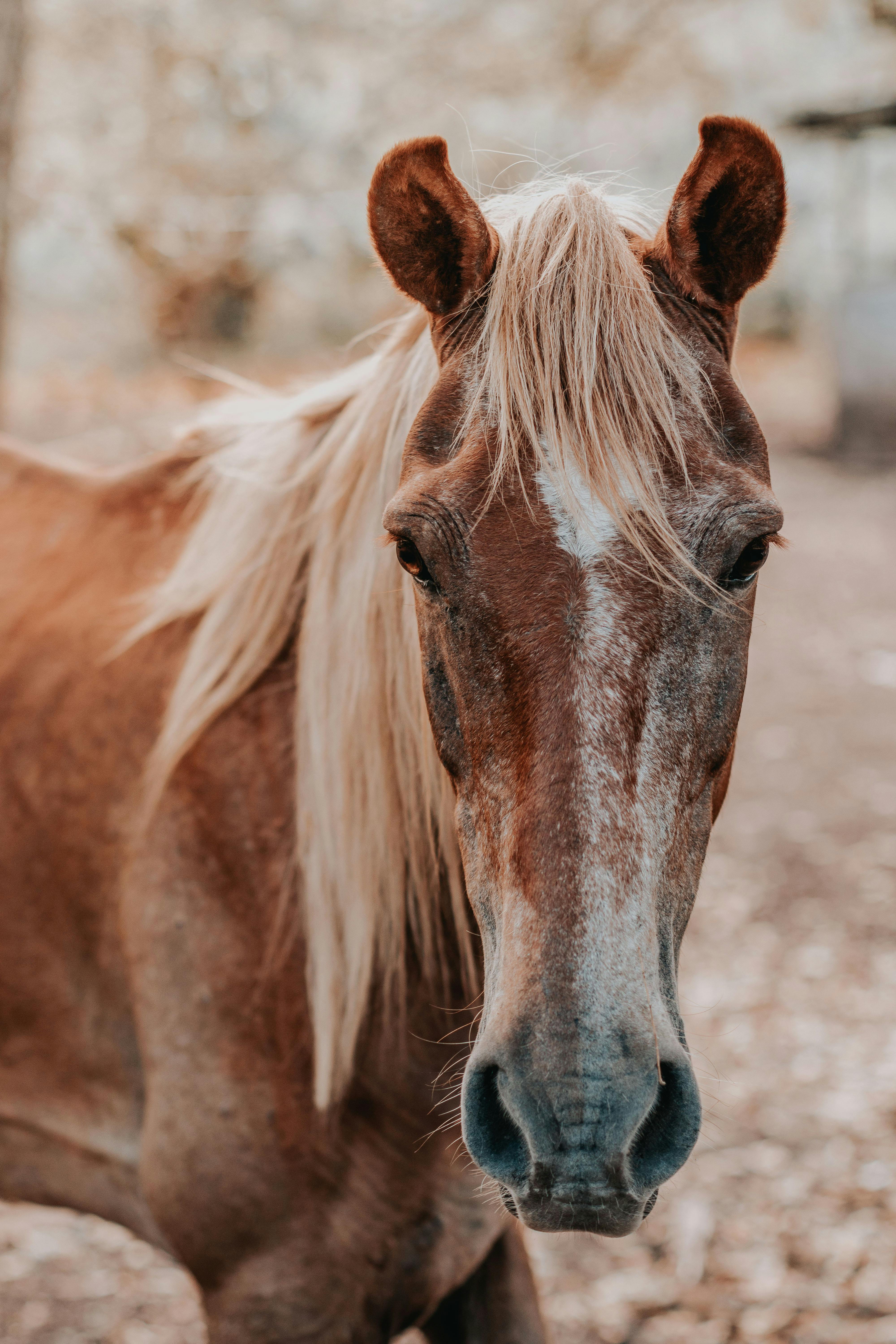 Closeup Photo of Brown Horse · Free Stock Photo
