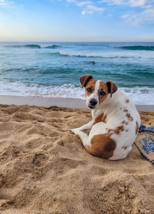 Free Adorable dog relaxing on a sandy beach with ocean waves in the background, perfect for mobile wallpaper. Stock Photo
