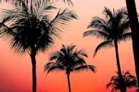 在色彩缤纷的日落天空映衬下，棕榈树勾勒出令人惊叹的轮廓，宛如热带天堂的缩影
