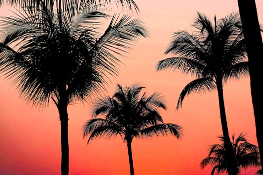 在色彩缤纷的日落天空映衬下，棕榈树勾勒出令人惊叹的轮廓，宛如热带天堂的缩影