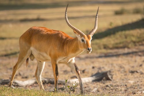 Lechwe Antelope in Nature