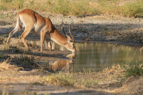 Lechwe Antelope Drining Water