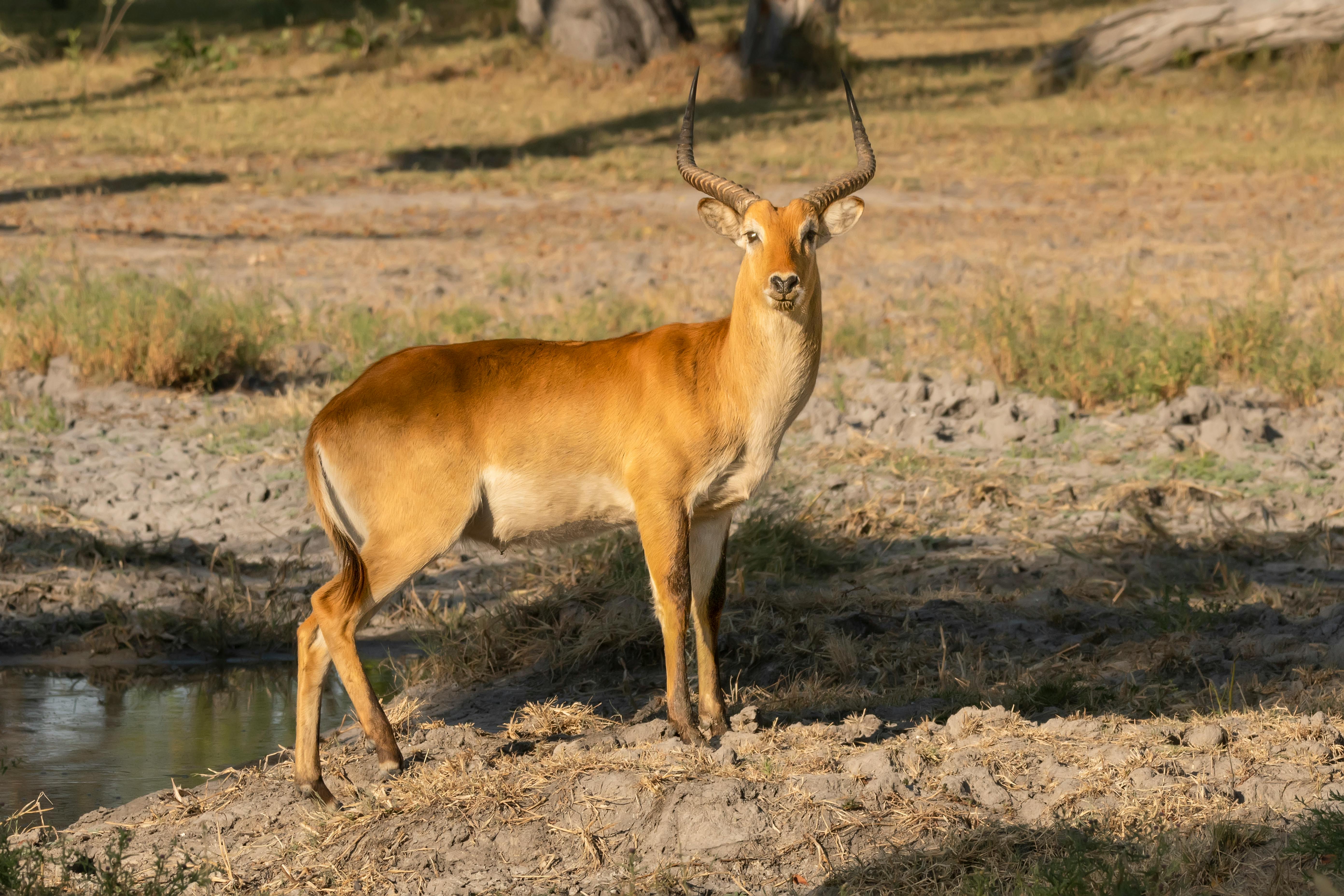 grátis Foto profissional grátis de amável, ambiente natural, amigo do ambiente Foto profissional