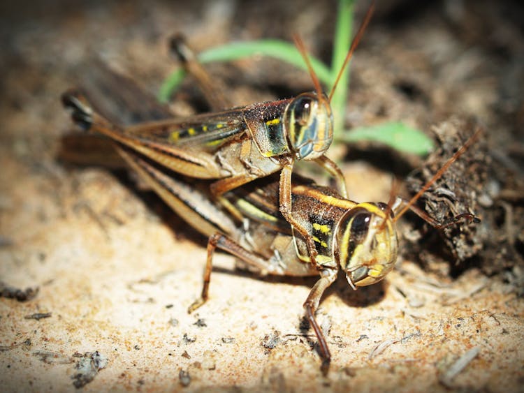 Close Up Photo Of Crickets