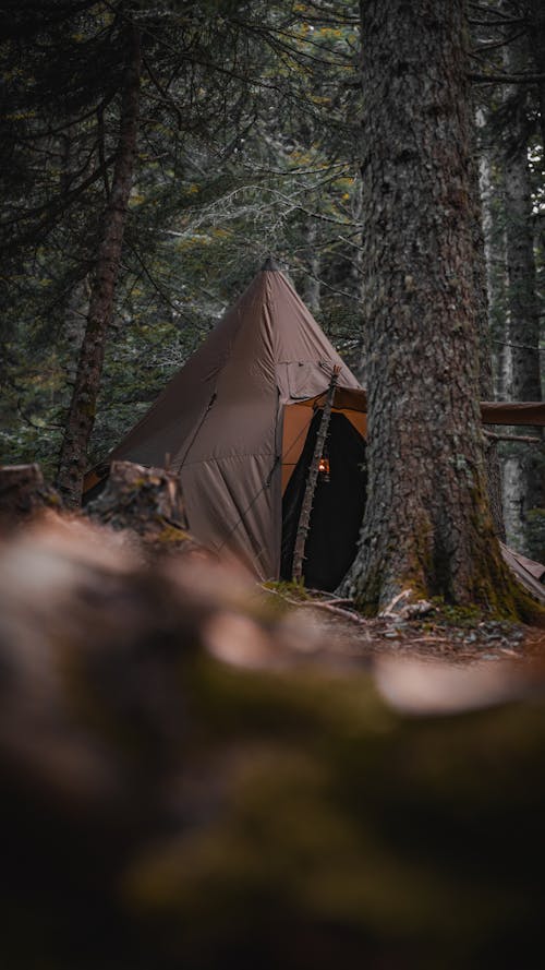 Kostnadsfri bild av äventyr, barrträd, camping