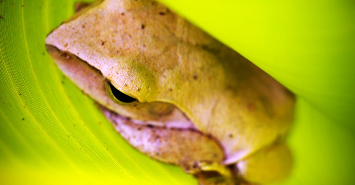 Free stock photo of amphibian, animal, close-up