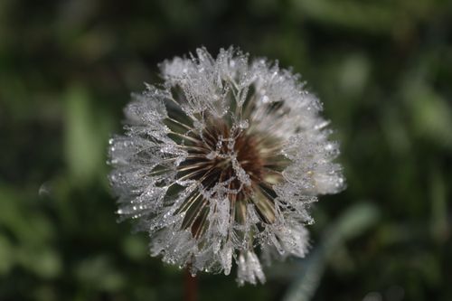 Free Close-up of a frost-covered dandelion in a grassy field on a brisk morning. Stock Photo