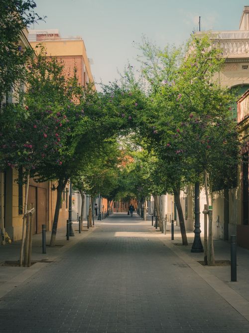 Free A peaceful, narrow city street framed by lush green trees in a vibrant urban setting. Stock Photo
