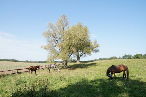 Základová fotografie zdarma na téma čisté nebe, koně, pastvina
