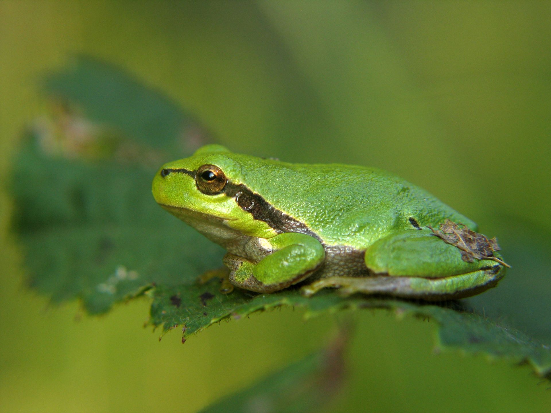 A vibrant green frog perched on a leaf, embodying wildlife tranquility.